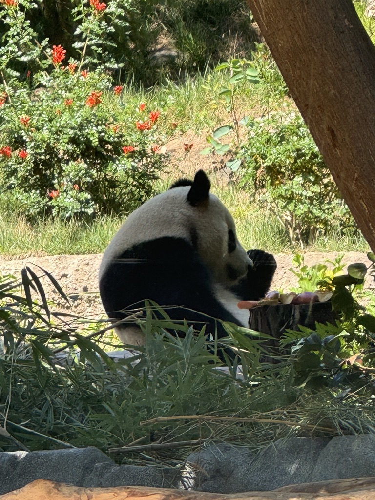 Panda - San Diego Zoo - Xin Bao